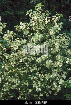 Populus x jackii - `Aurora' (Syn P. x candicans 'Aurora')   TRS027635 Stock Photo